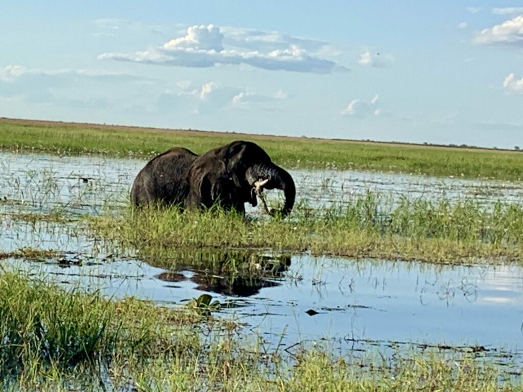 Elefant im Wasser Afrika Botswana