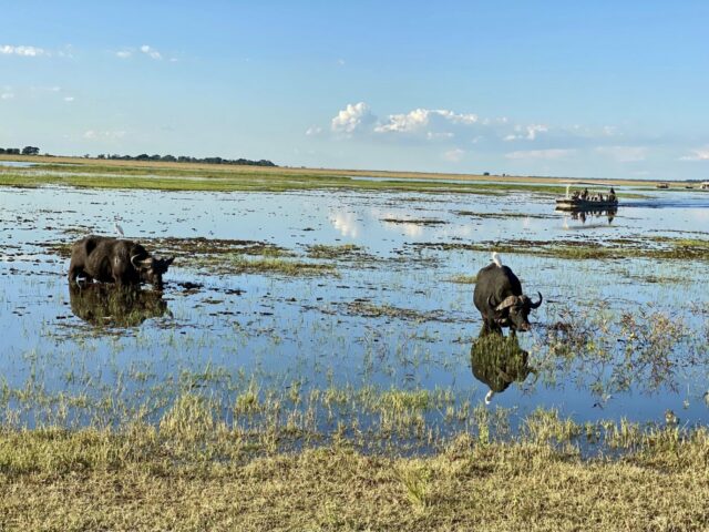 Wasserbüffel im Chobe Nationalpark Botswana