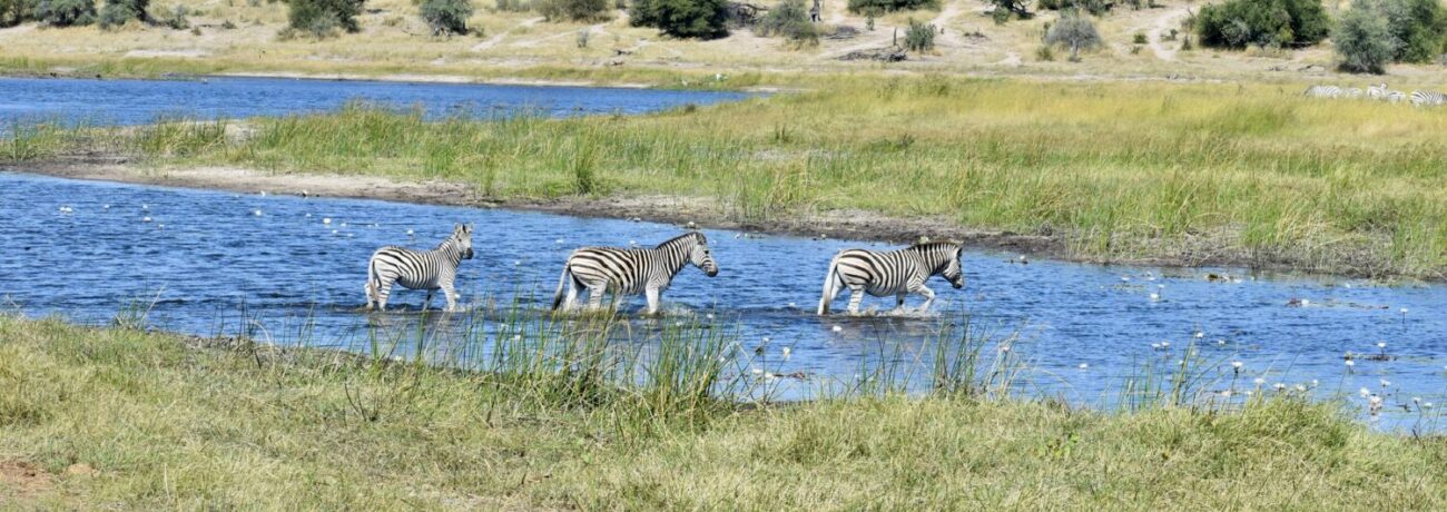 Migration Makgadikgadi Salt Pan