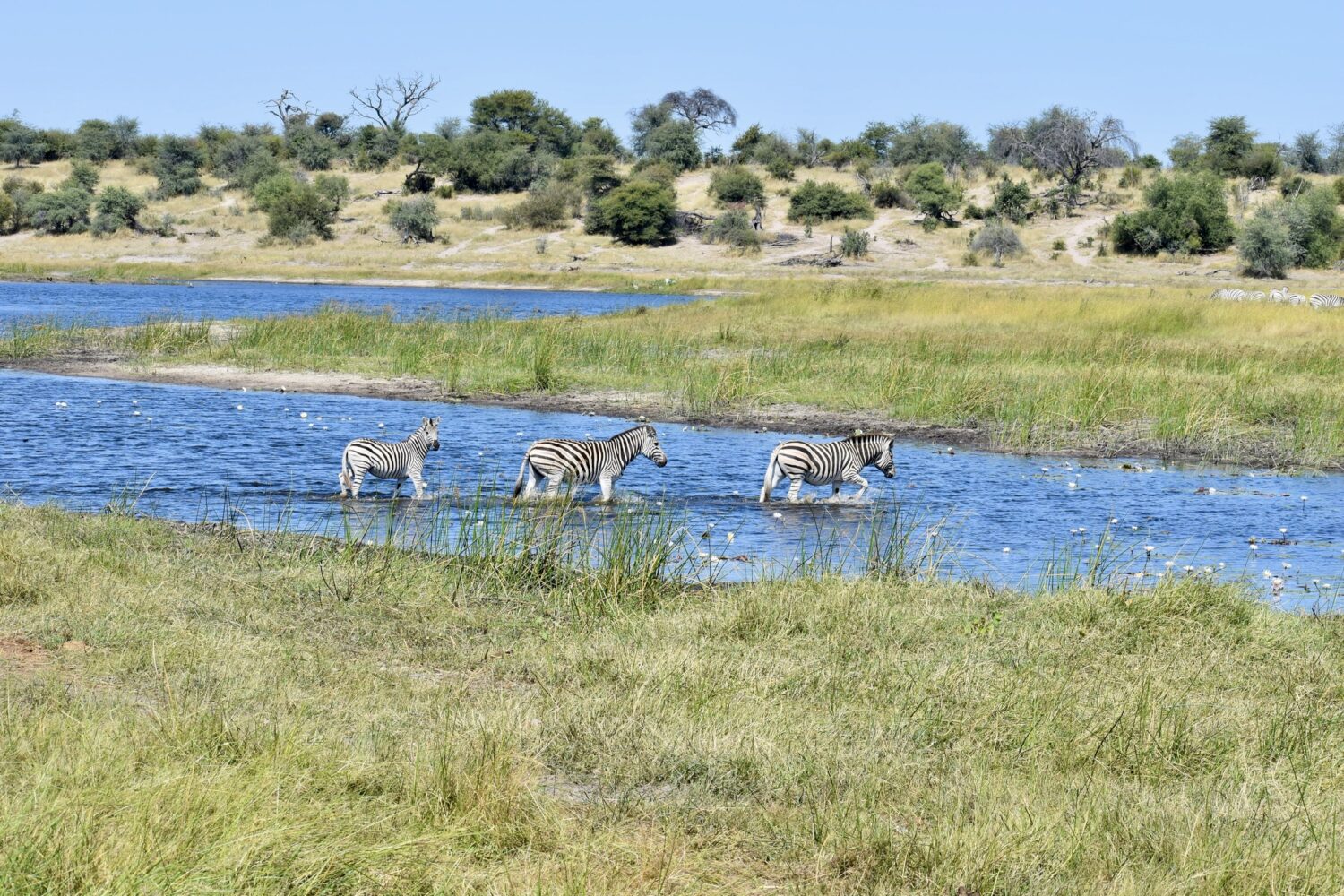 Migration Makgadikgadi Salt Pan