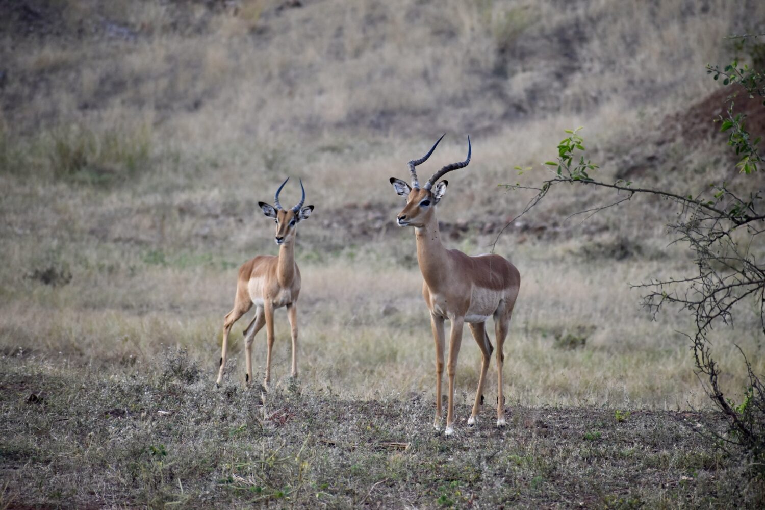 Antilope Impala Botswana