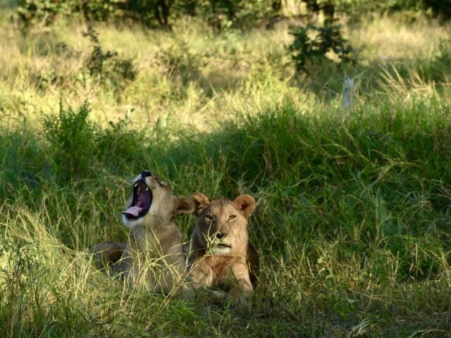 Löwen Botswana