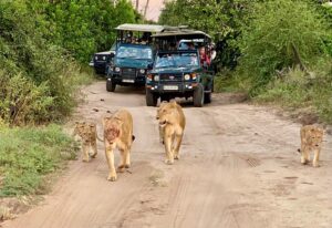 Löwen im Chobe National-Park