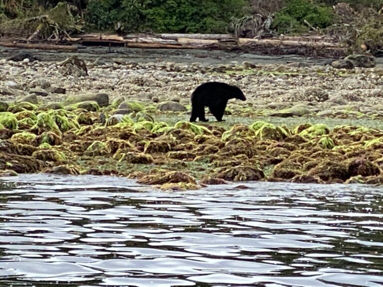 Schwarzbär Ucluelet